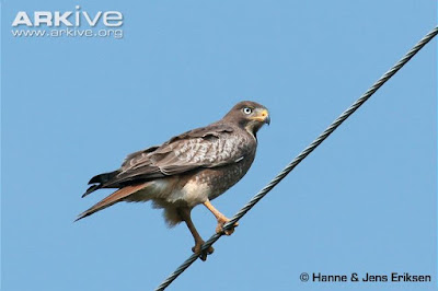 White eyed Buzzard