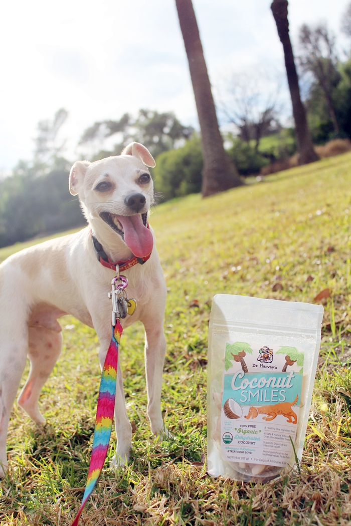 Organic Coconut Treats for Dogs - Dr. Harvey's Coconut Smiles