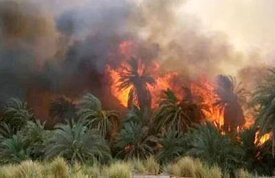 حريق بأشجار النخيل بطريق إسكندرية الصحراوى