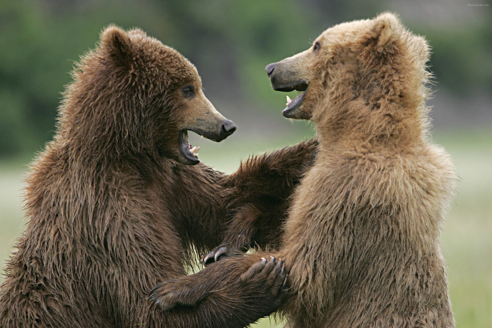 бурый медведь предложение. рассказ о диких животных. бурый медведь описание. слово медведь. бурый медведь предложение.