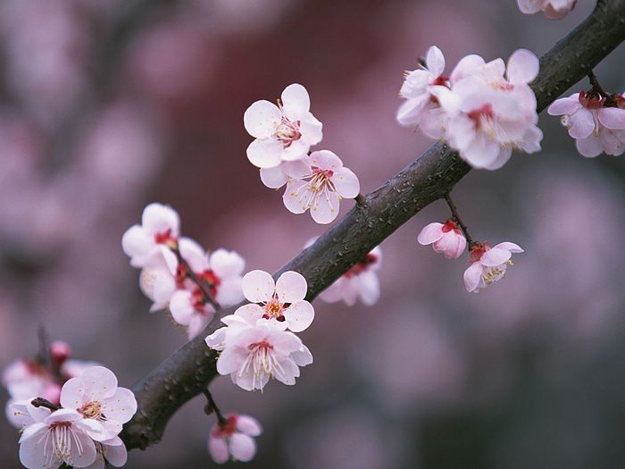 picture cherry Asian style blossom