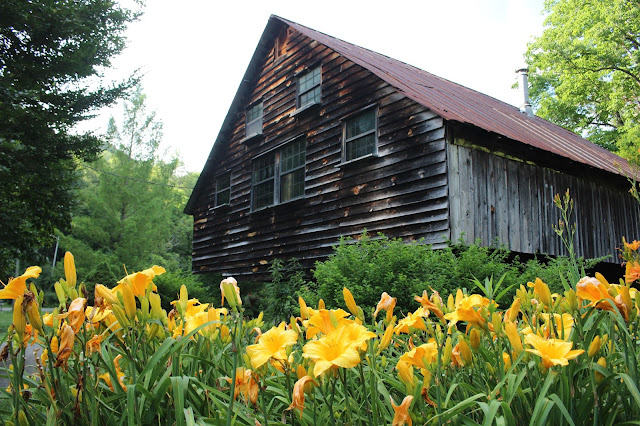 barn top and yellow lilies