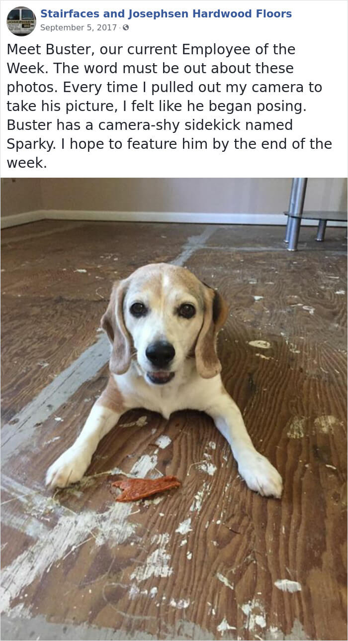 30 Hilarious Dogs That Were The ‘Employees Of The Week’ 30 Hilarious Dogs That Were The ‘Employees Of The Week’