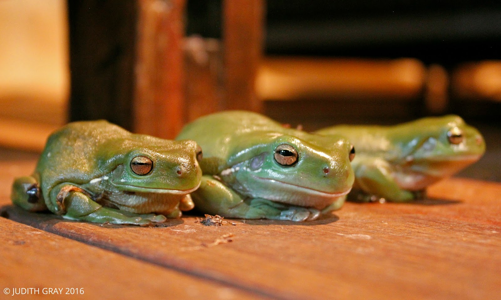 Three Popular Pet Tree Frogs