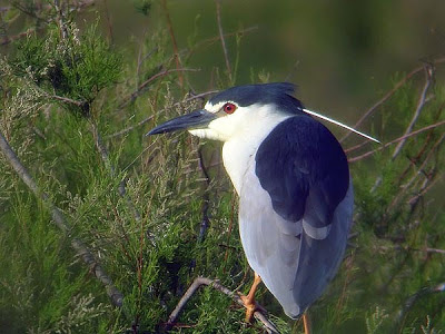 Nycticorax nycticorax