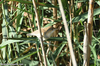 Boscarla de canyar (Acrocephalus scirpaceus)