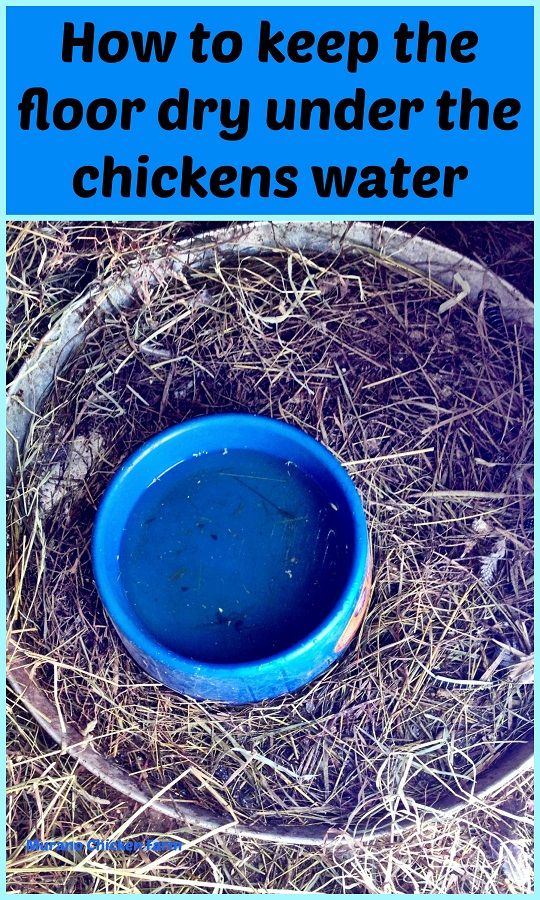 How to keep the floor dry under the waterer Murano Chicken Farm