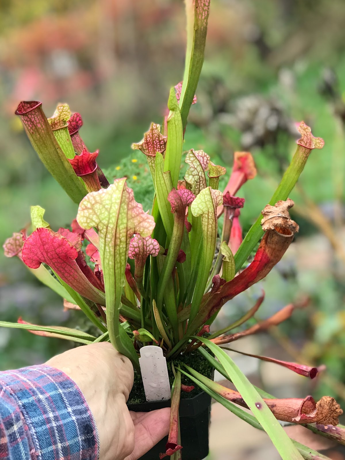 Daniel's Pacific NW Garden Carnivorous Plant. Sarracenia "Judith Hindle" Pitcher Plant. 11.1.18