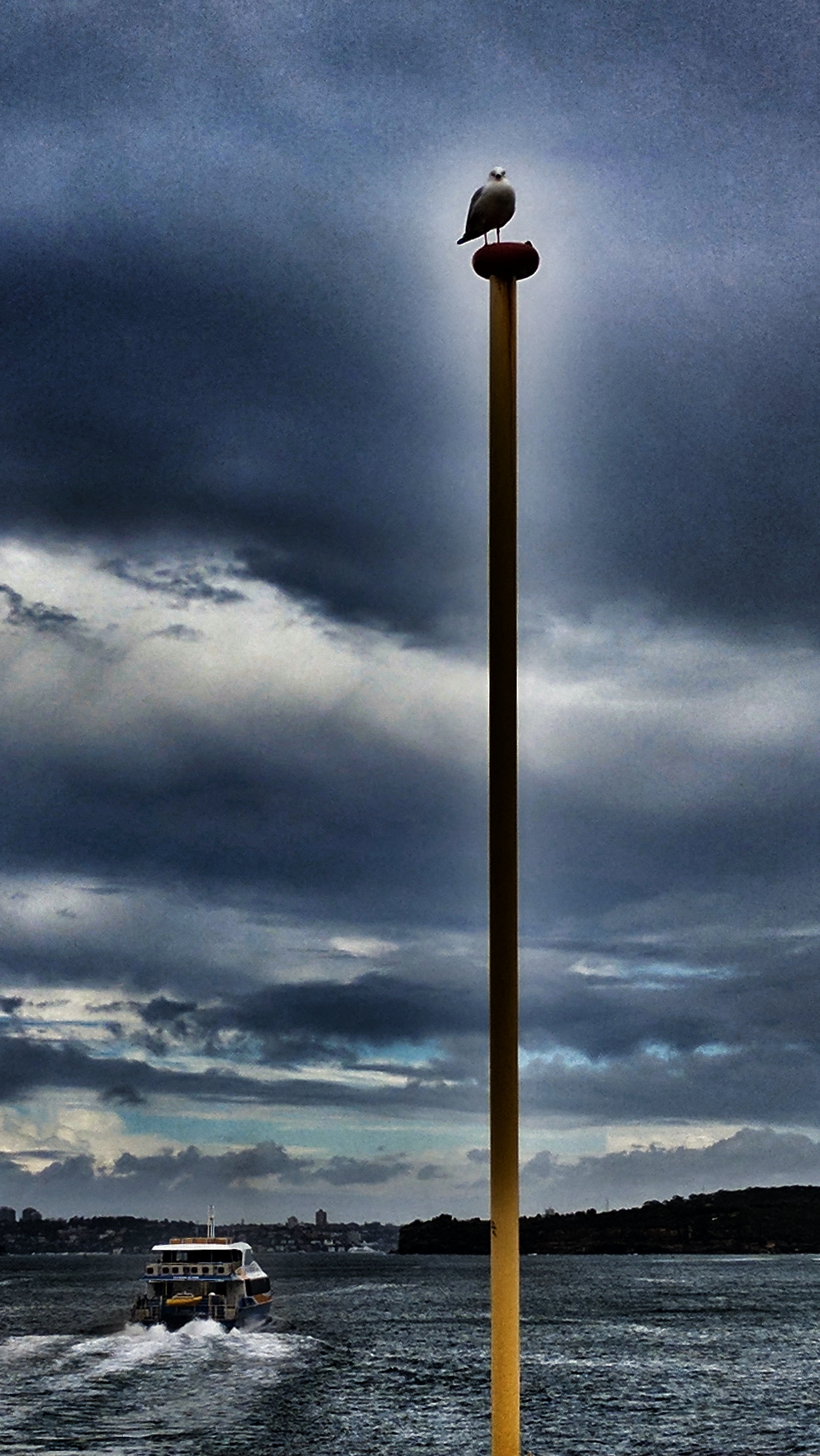 Stylised photo of gull on a Manly Ferry flapole