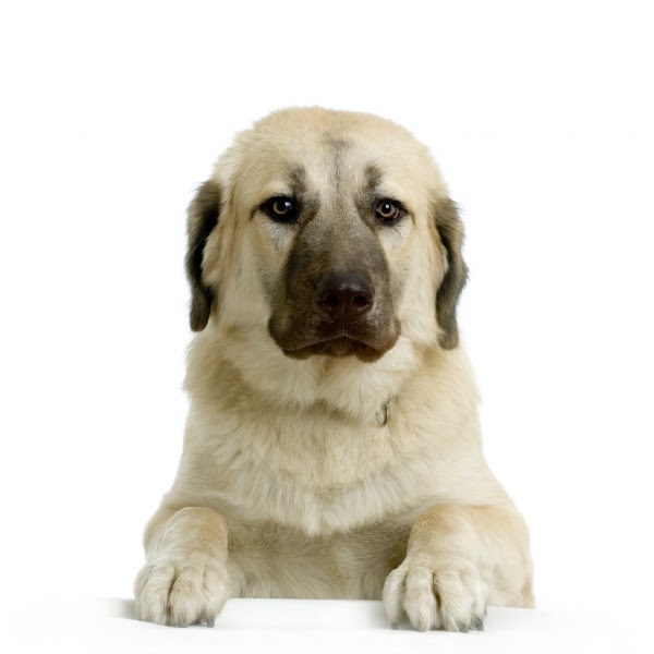 TÜRKİYE�NİN YERLİ KÖPEK IRKLARI