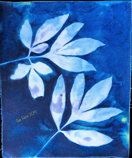 Wet cyanotype -Sue Reno_Image 679
