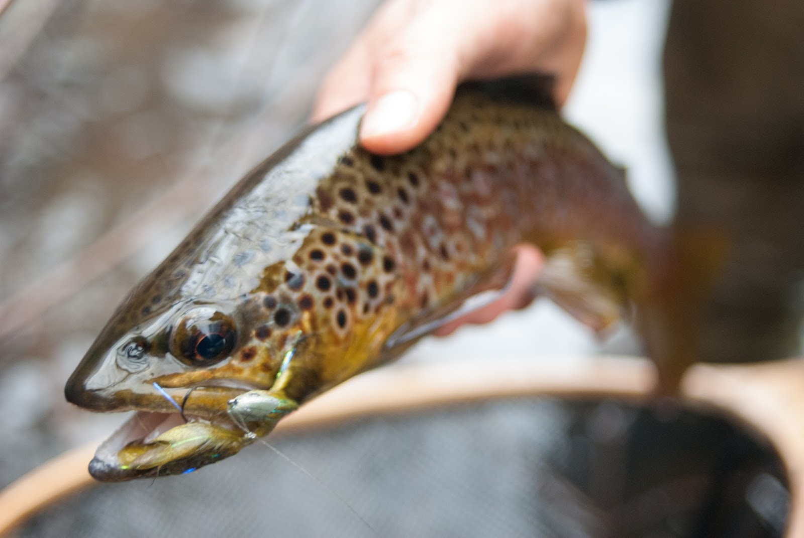 Streamer Fishing Pocket Water Keystone Fly Fishing