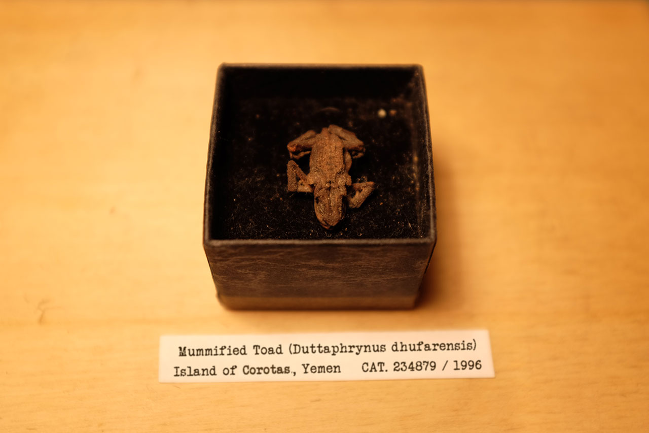 Mummified Toad, Corotas, Yemen Mummified Toad, Corotas, Yemen © Graeme Walker / The Pebble Museum 2019