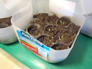 cabbage sprouts