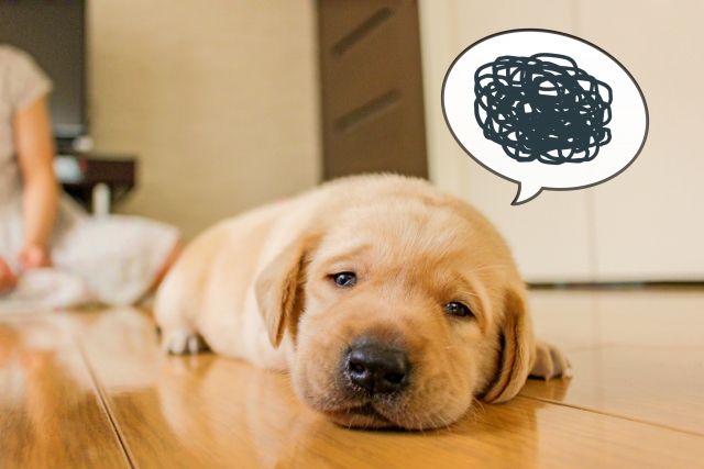 積水ハウスシャーウッドの住み心地 やっぱり積水ハウスシャーウッドの家を建てればよかった