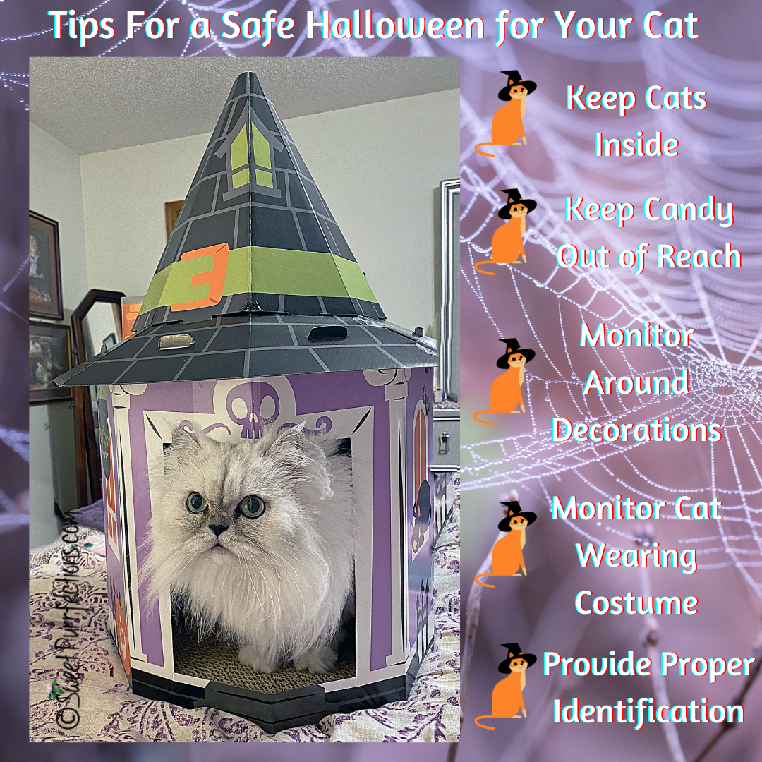 Silver Persian cat inside Halloween house with tips for Halloween safety