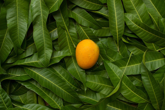 Dlo Rensaj ak Fèy Mango pou Cheve w Grandi