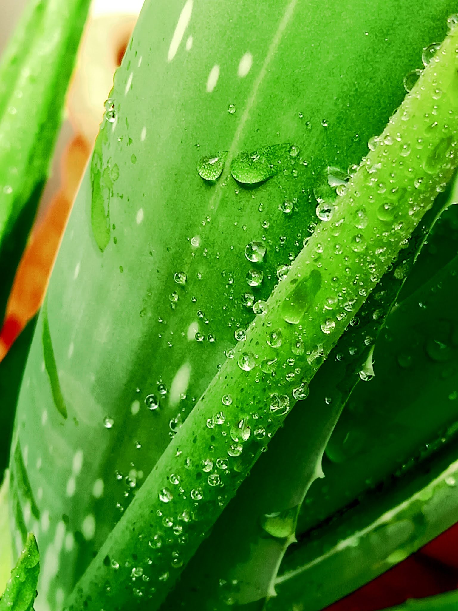 Water Drops On Aloe Vera Plant