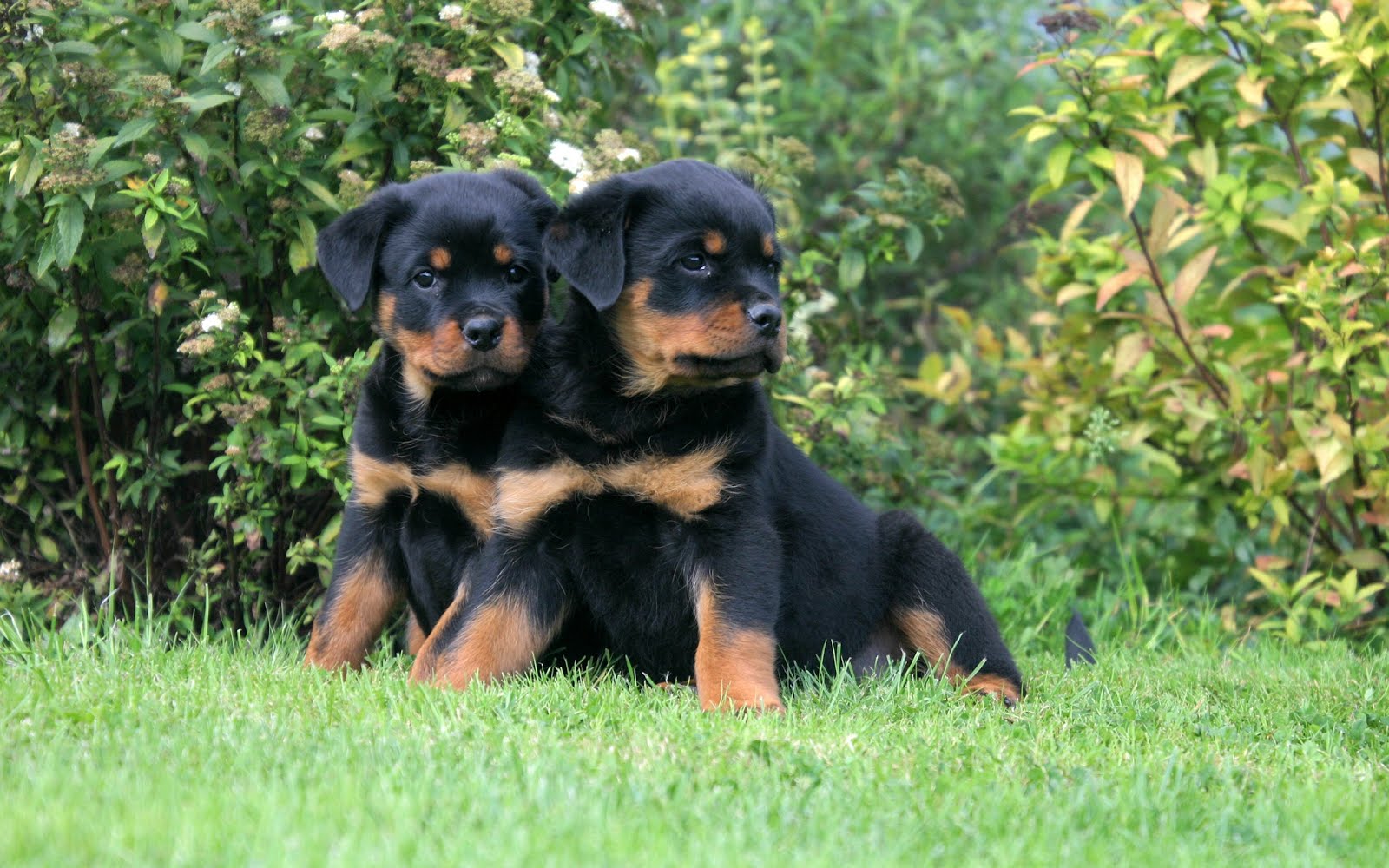 Rottweiler (Rotvaydır) Köpek Irkları