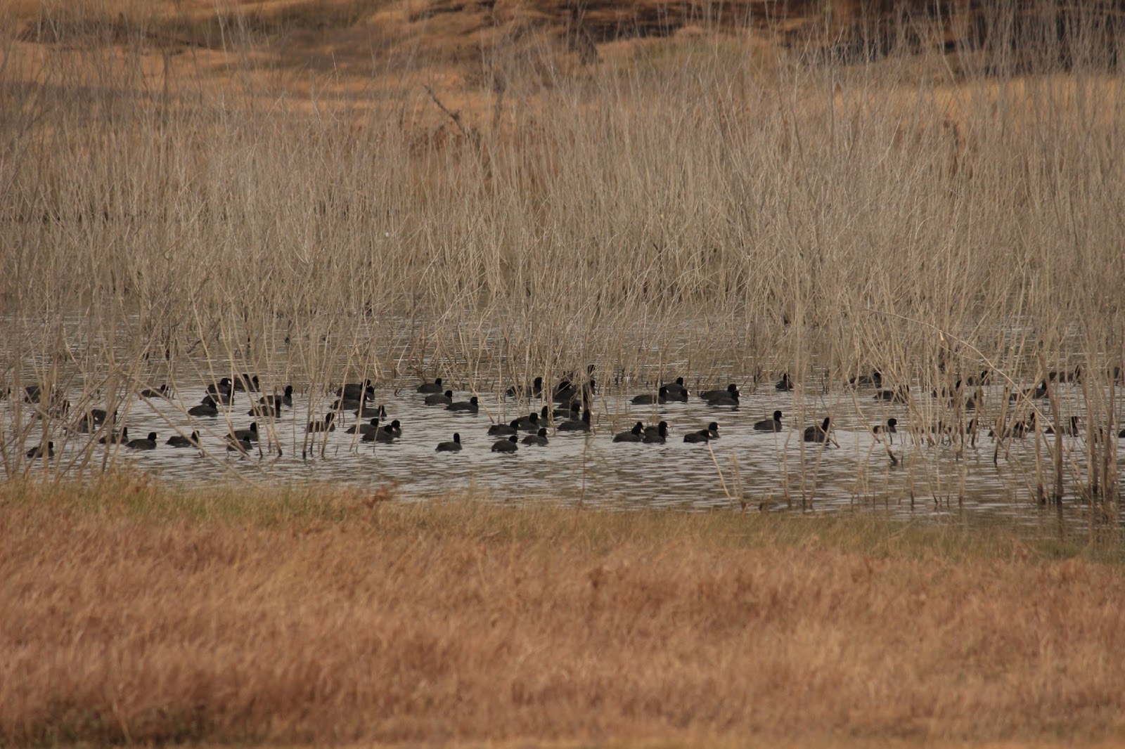 J and B and Lady Blue Potter's Creek COE, Canyon Lake, Texas