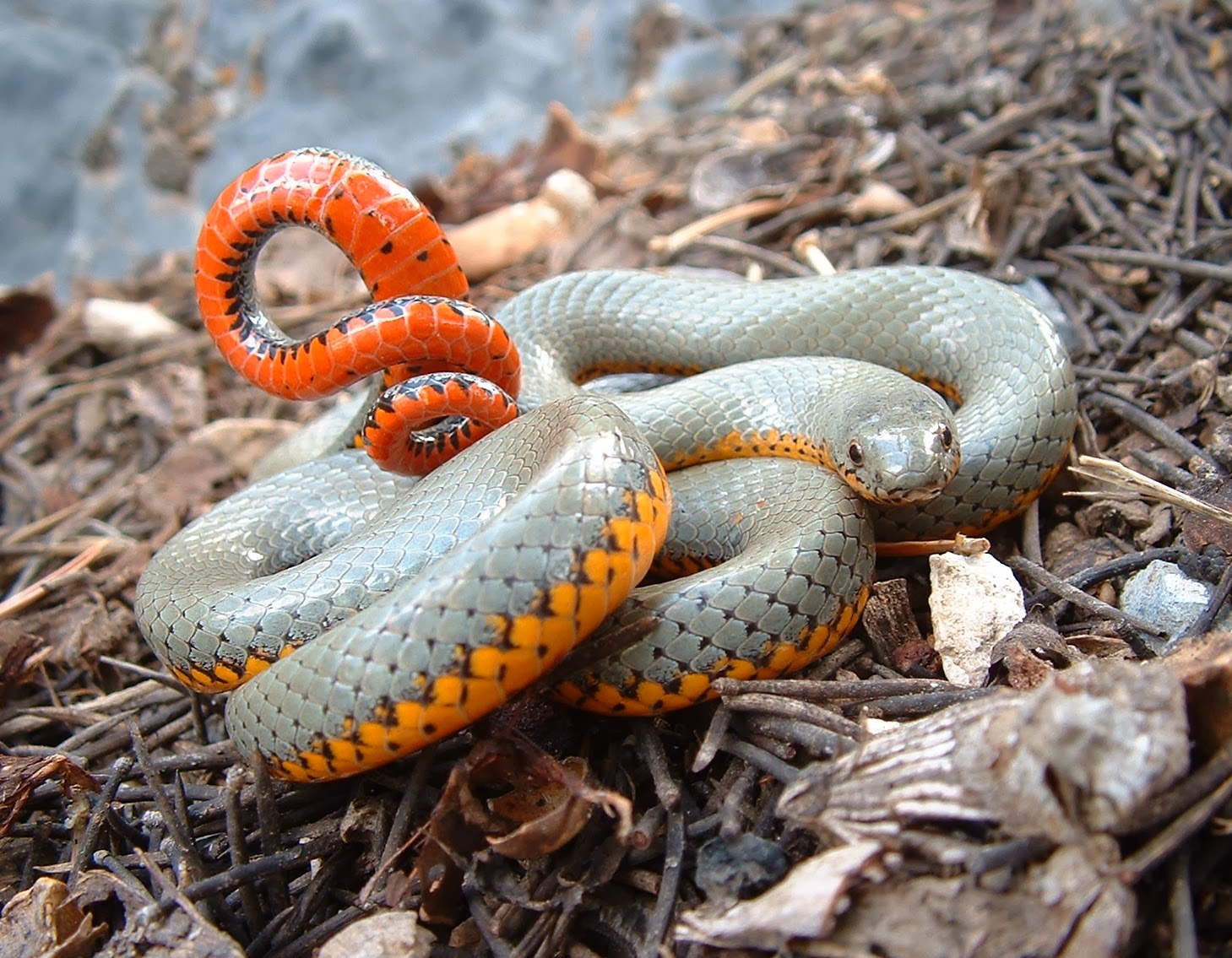 Самые красивые змей в мире. Ошейниковая Кобра. Точечная ошейниковая змея. Краснобрюхий полоз. Королевская ошейниковая змея.