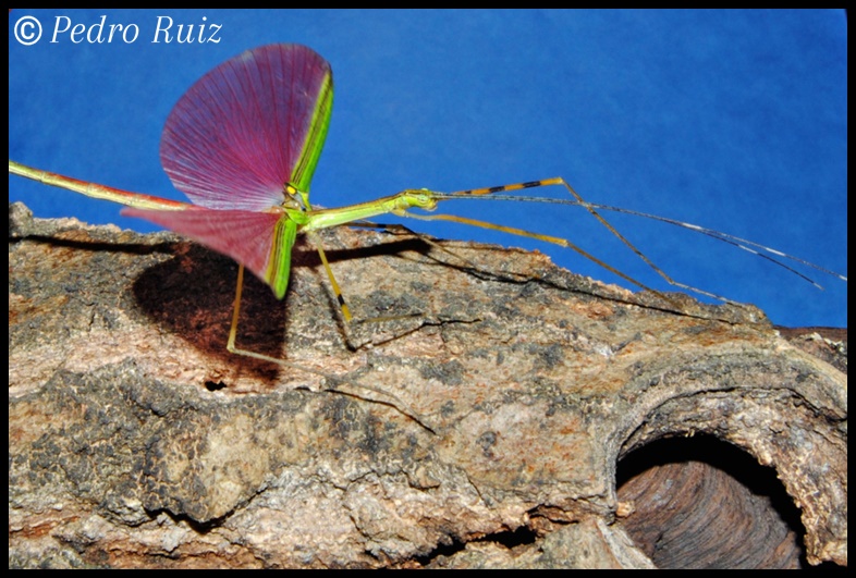 Detalle de las alas de un macho de Anarchodes annulipes