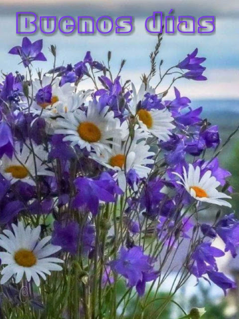 Margaritas y flores azules para decir buenos días