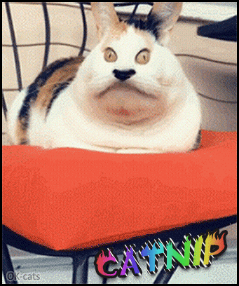 Art Cat GIF with caption • Funny stoned cat: too much catnip is too much, hahaha! Art Cat GIF with caption • Funny stoned cat: too much catnip is too much, hahaha!