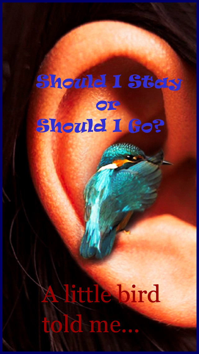 Should I Stay or Should I Go? A little bird told me... #quote #quotes #relatable #think #emotions #relationships