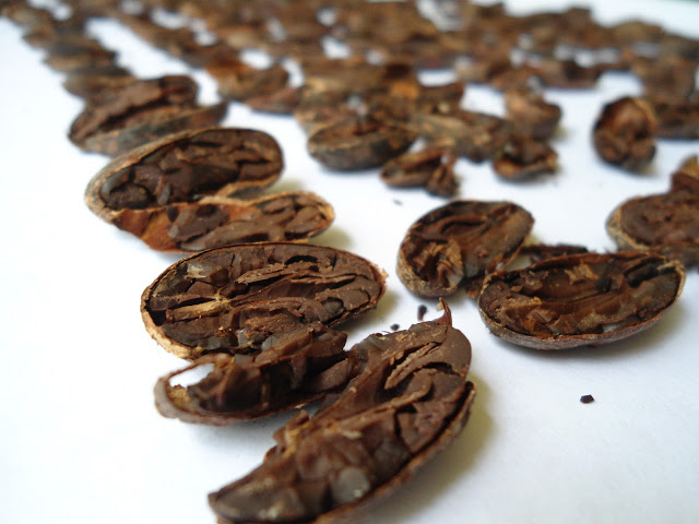 Granos de cacao abiertos para prueba de corte.