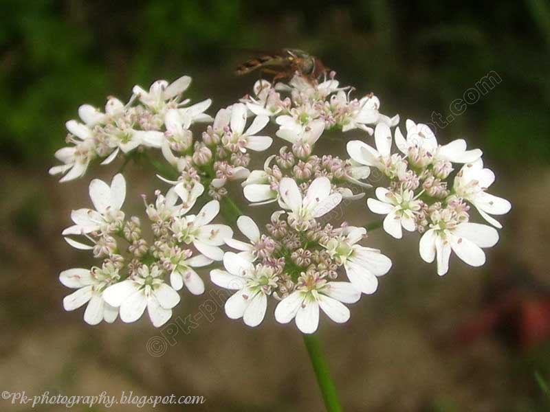 Coriander Flowers Nature, Cultural, and Travel Photography Blog
