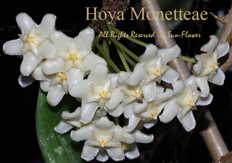 Hoya collection: Hoya monetteae