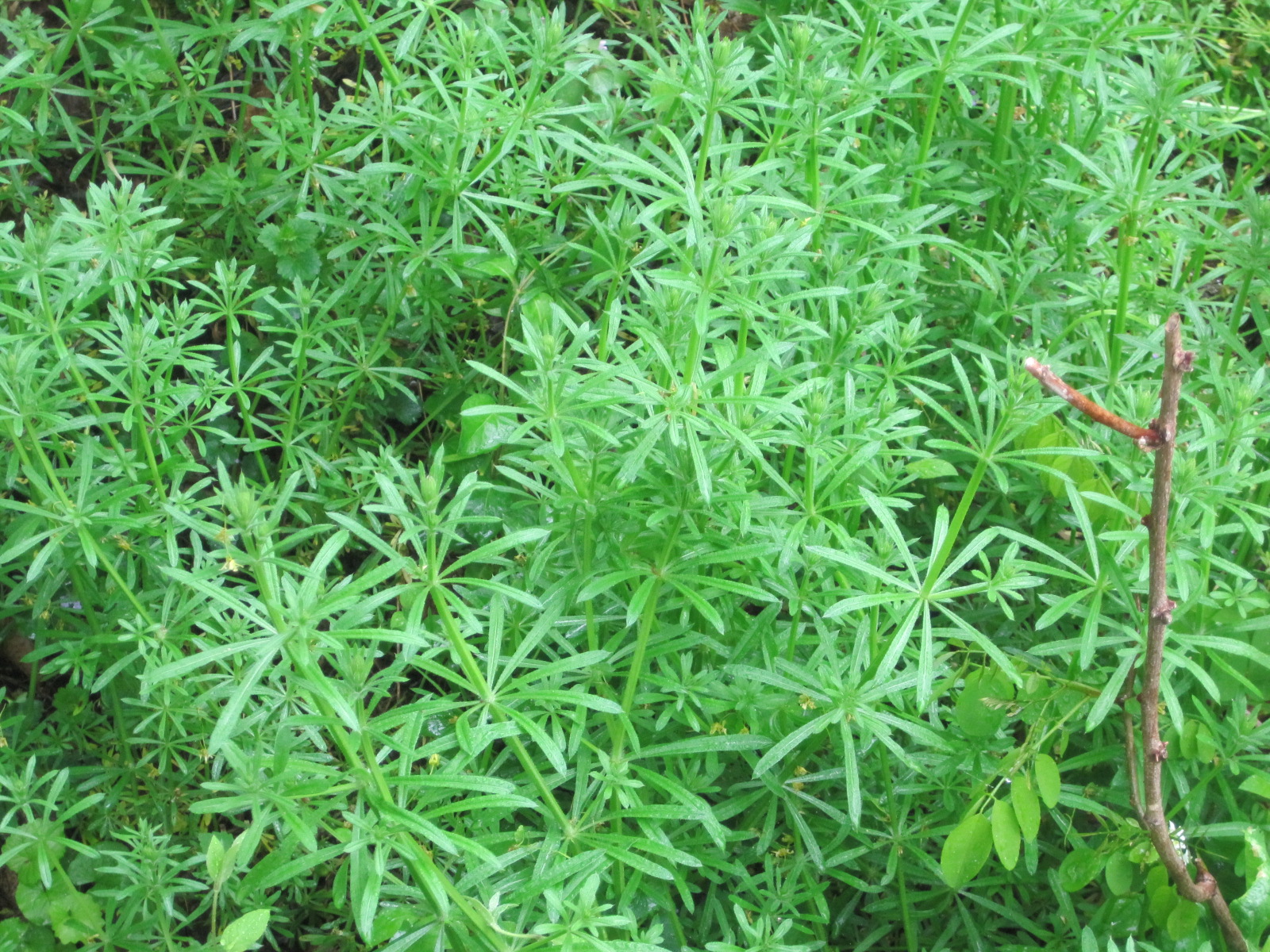 Food Under Foot Wild Dinner Garlic Mustard and Cleavers Pesto with