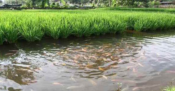 Pengertian Budidaya Adalah Menurut Para Ahli, Macam