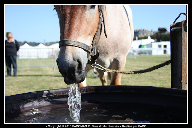 cheval buvant à la Foire Commerciale et Agricole de Sedan 