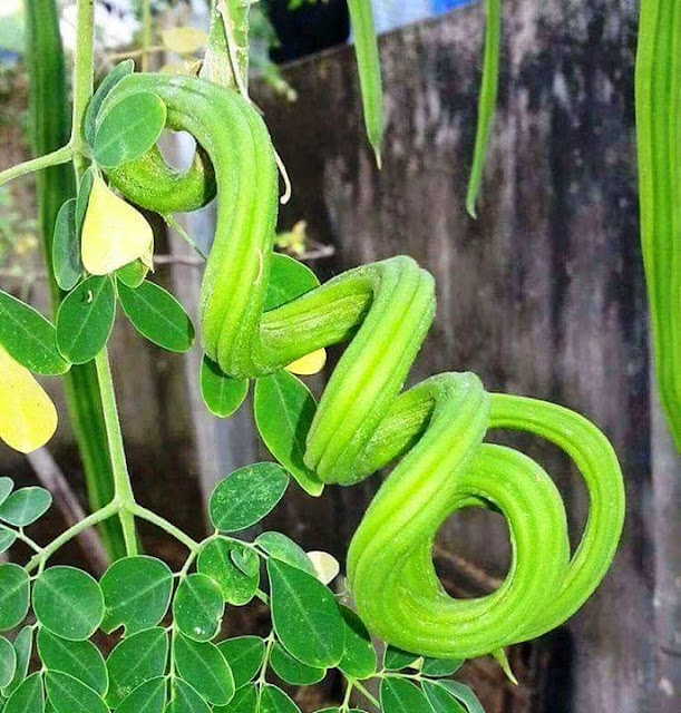 Subhanallah, Tanaman-tanaman Ini Tumbuh di Luar Nalar Manusia