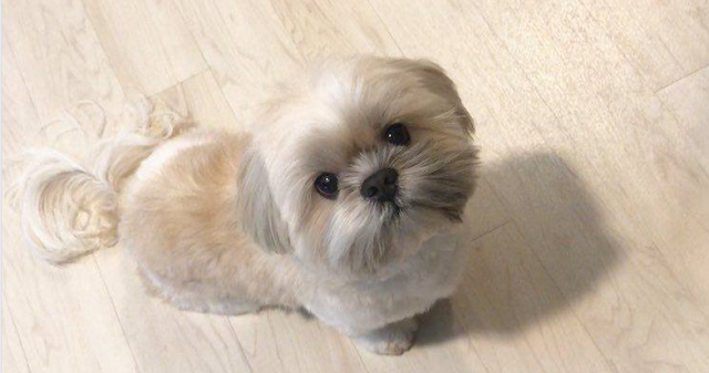 Falar com o seu Shih Tzu não é Loucura, é um Sinal de inteligência Social