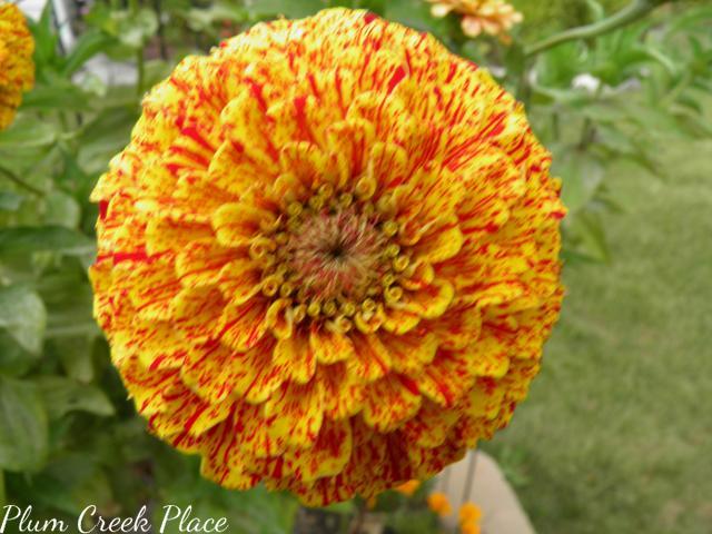 candy stripe zinnia candy stripe zinnia