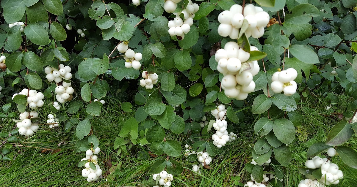 HOW TO GROW THE SNOWBERRY Symphoricarpos albus The Garden of Eaden