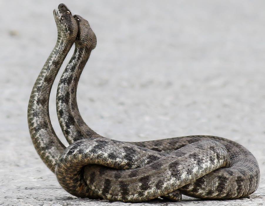 Змеи на кипре Змеи на кипре