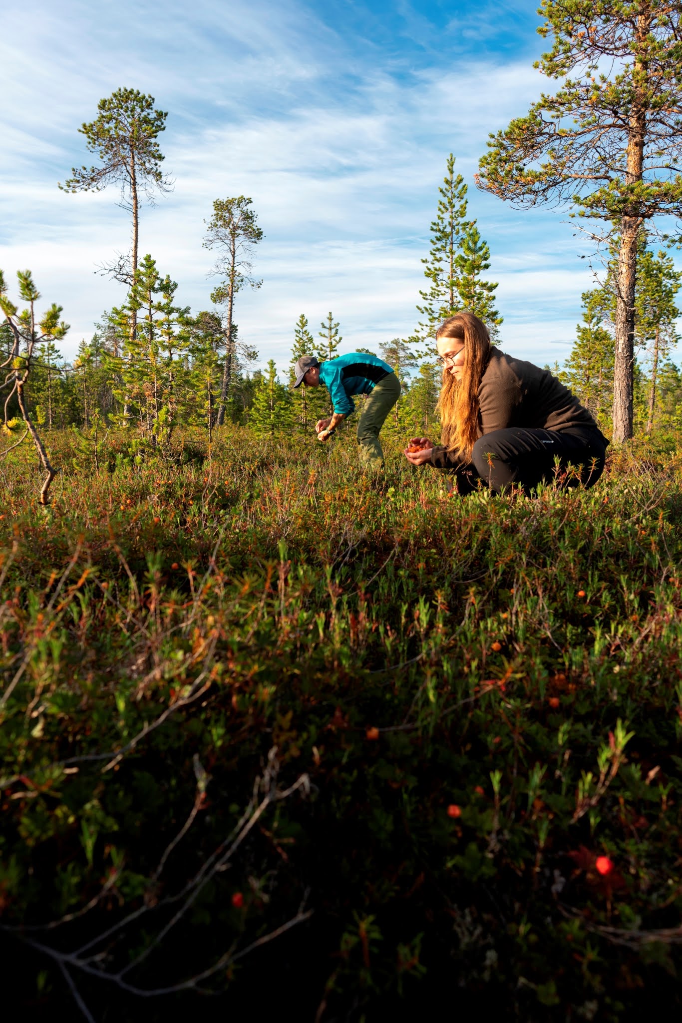 Inarijärvi Kotkaniemi eräopas lakka hilla