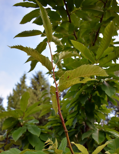 chestnut graft