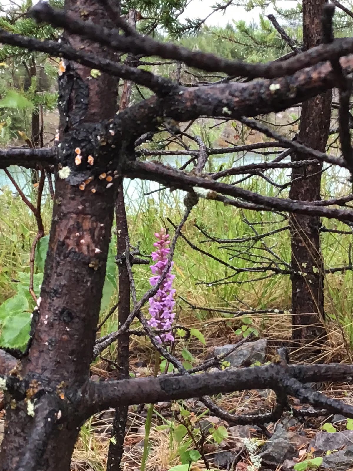 Ahokirkiruoho, Gymnadenia conopsea, at Juomasuo Quarry