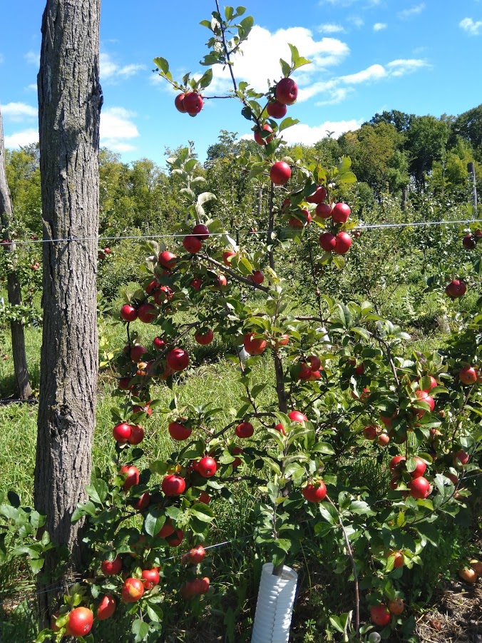 University of Minnesota Extension Begins Work on Cider Apples