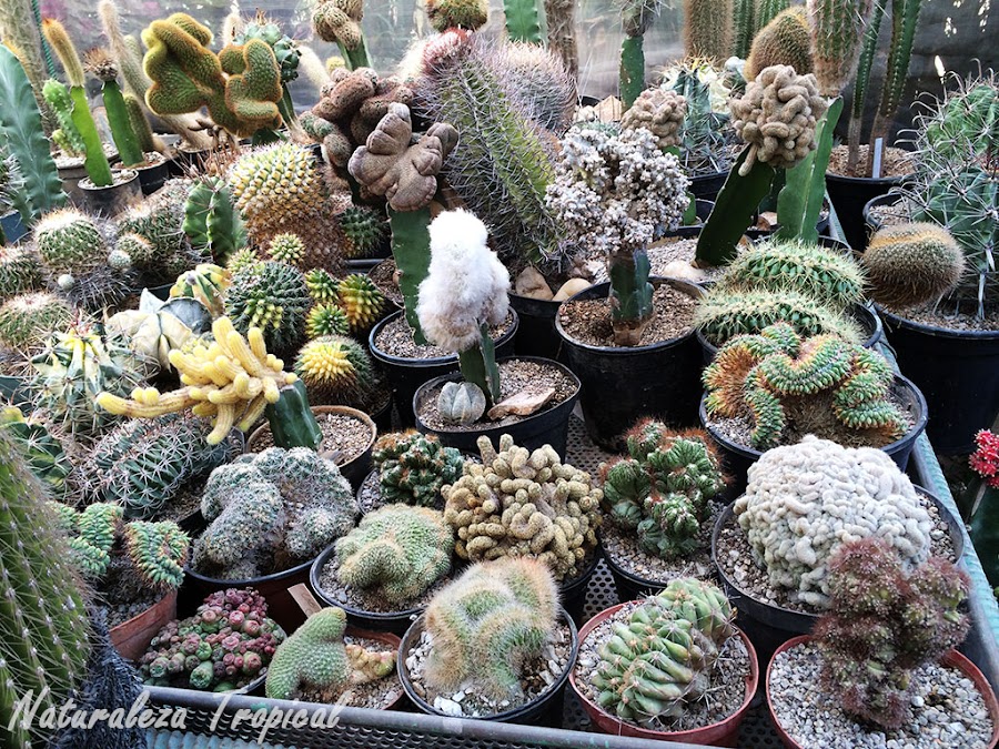 Colección mixta de cactus