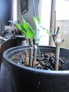 bleeding heart vine with two substantial clusters of small leaves