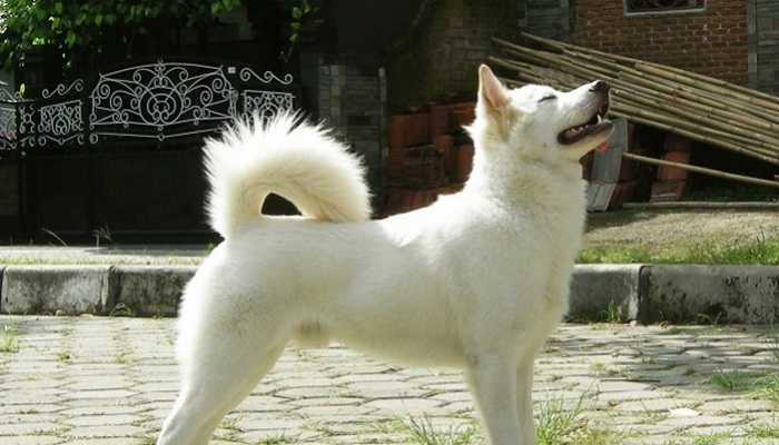 Cara merawat anjing kintamani