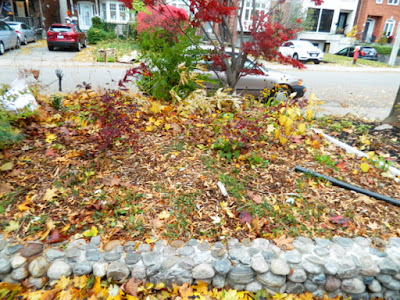 Fall Cleanup Bedford Park Front Yard Before by Paul Jung Gardening Services--a Toronto Gardening Company Fall Cleanup Bedford Park Front Yard Before by Paul Jung Gardening Services--a Toronto Gardening Company