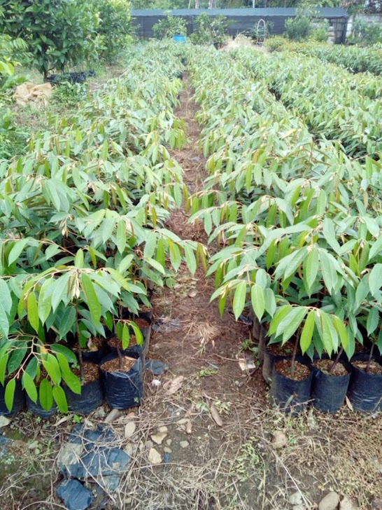 bibit durian matahari produk unggul siap kirim Padaherang