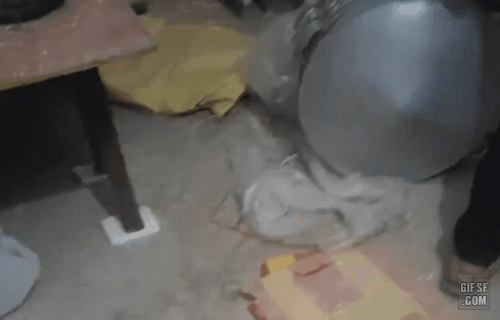 쥐 잡은 멍뭉이 .gif